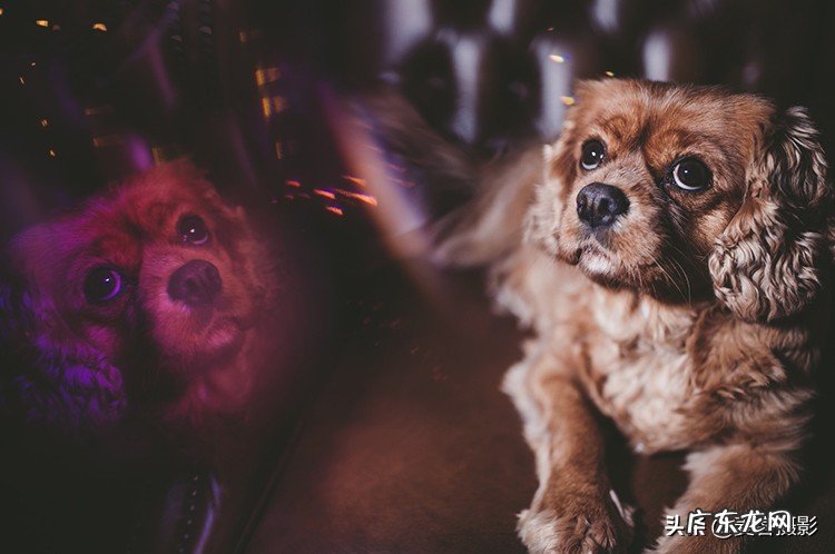 怎样给短毛狗拍照更好看 11个惊人的短毛狗摄影技巧