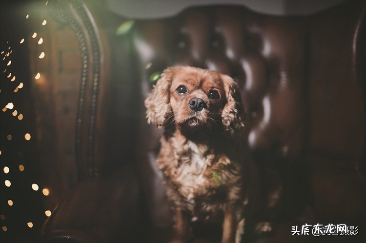 怎样给短毛狗拍照更好看 11个惊人的短毛狗摄影技巧