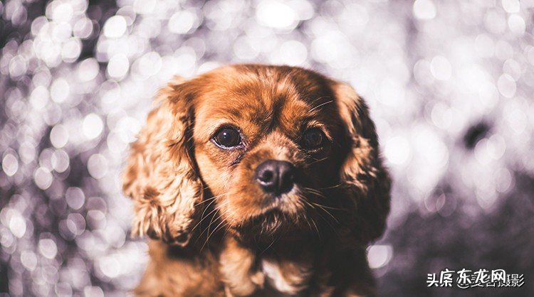 怎样给短毛狗拍照更好看 11个惊人的短毛狗摄影技巧