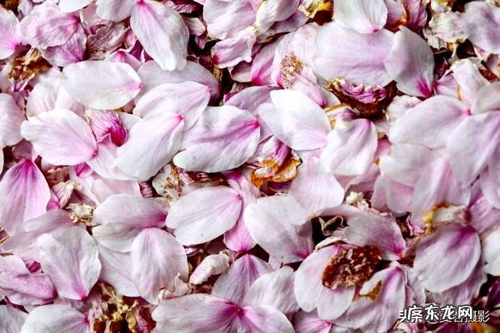 春天的美景拍摄方法 有创意的春天摄影构图技巧