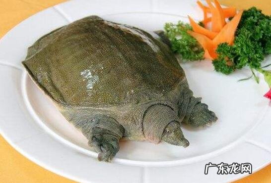 甲鱼的功效与作用及禁忌