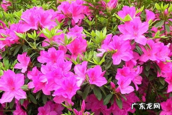 杜鹃花怎么养 杜鹃花的养殖方法和注意事项