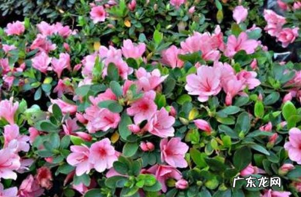 杜鹃花怎么养 杜鹃花的养殖方法和注意事项