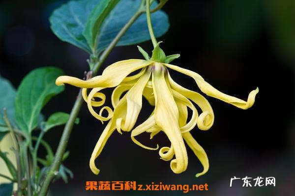 依兰花的功效与作用