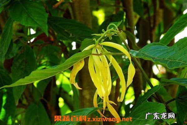 依兰花的功效与作用