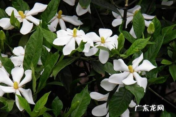 栀子花怎么养 栀子花的养殖方法