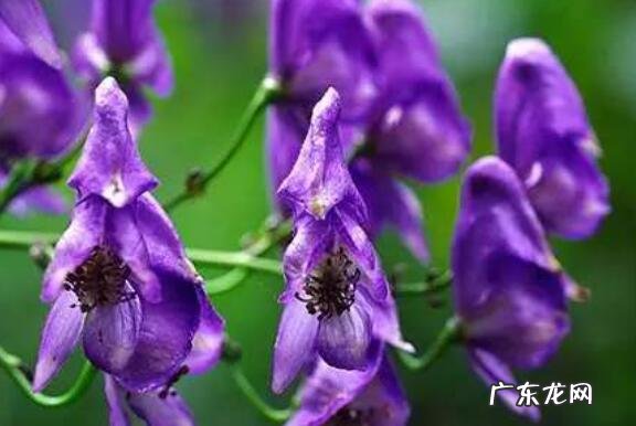 附子花的功效与作用及危害