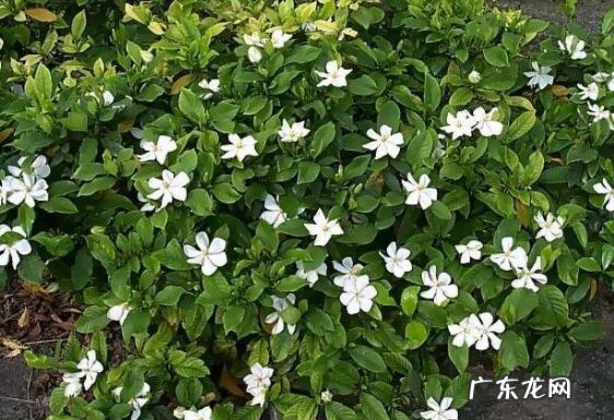 栀子花浇水的正确方法