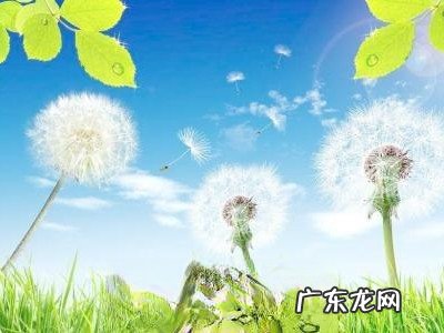 药用蒲公英的功效与作用