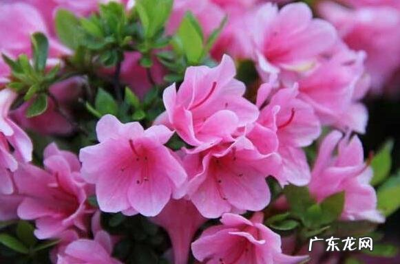 杜鹃花怎么养 杜鹃花的养殖方法