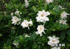 栀子花的养殖方法 养殖栀子花要注意什么