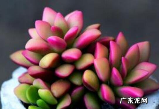 多肉植物怎么养 多肉植物的养殖方法与注意事项