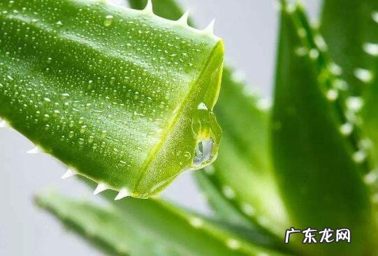 芦荟外敷的作用与功效 芦荟外敷的好处