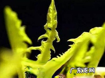 蒲公英叶子有点苦能吃吗 蒲公英叶子怎么吃不苦