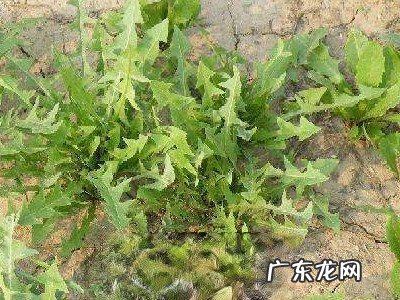 蒲公英叶子有点苦能吃吗 蒲公英叶子怎么吃不苦