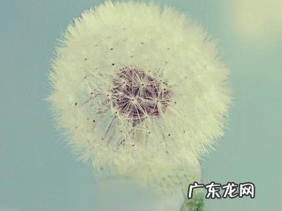 蒲公英种子怎么催芽 蒲公英的种子是什么
