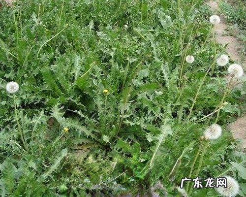 蒲公英叶子的药用价值有哪些 蒲公英叶子的药用功效