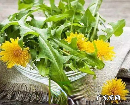 蒲公英叶子的药用价值有哪些 蒲公英叶子的药用功效
