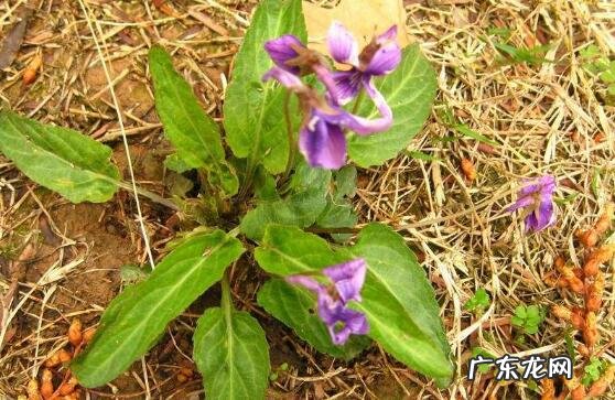 甜地丁草泡水喝的功效与作用