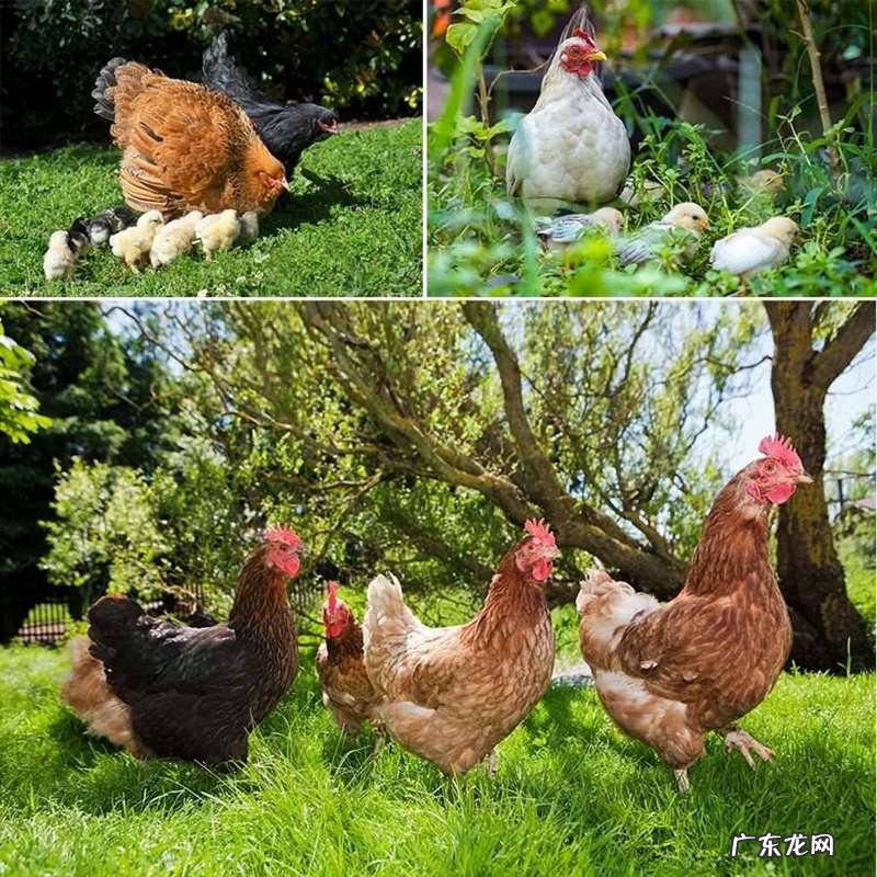 儿童线描绘画小鸡教程 小鸡怎么画简单又有特点