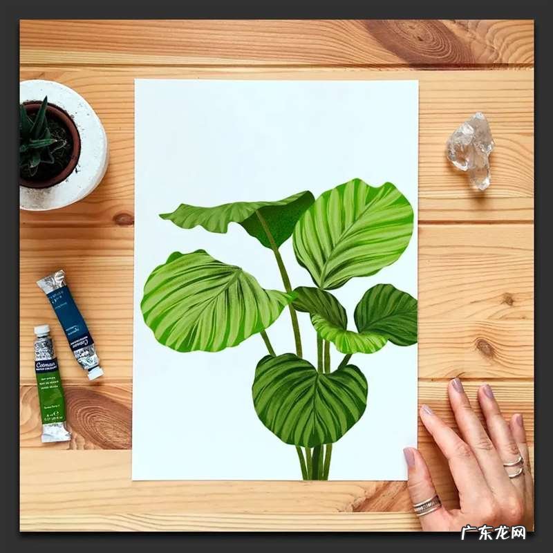 手绘树叶的步骤流程 如何手绘将不同的树叶画进画里