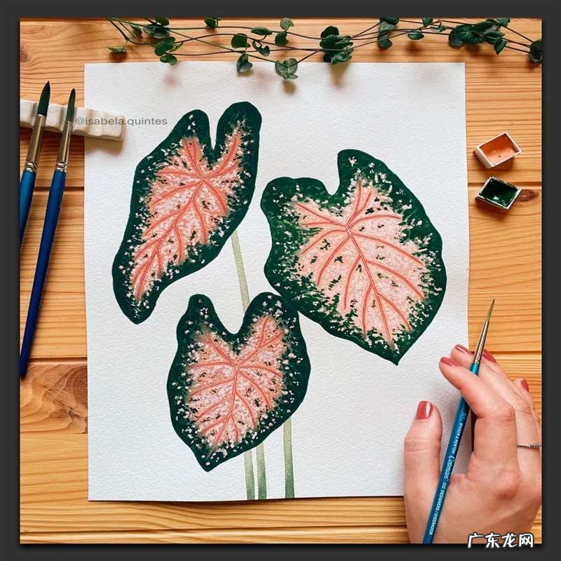 手绘树叶的步骤流程 如何手绘将不同的树叶画进画里