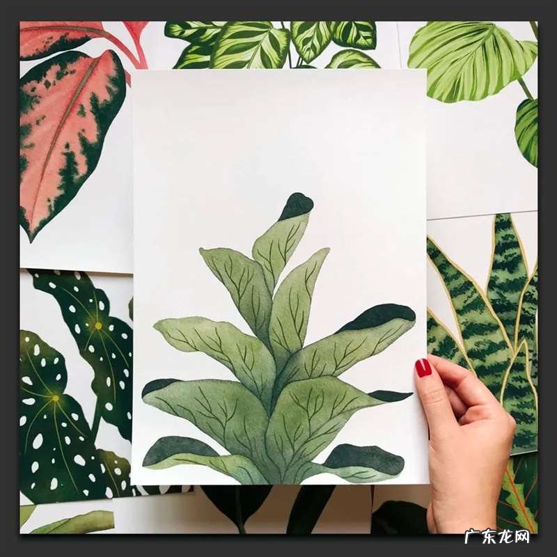 手绘树叶的步骤流程 如何手绘将不同的树叶画进画里