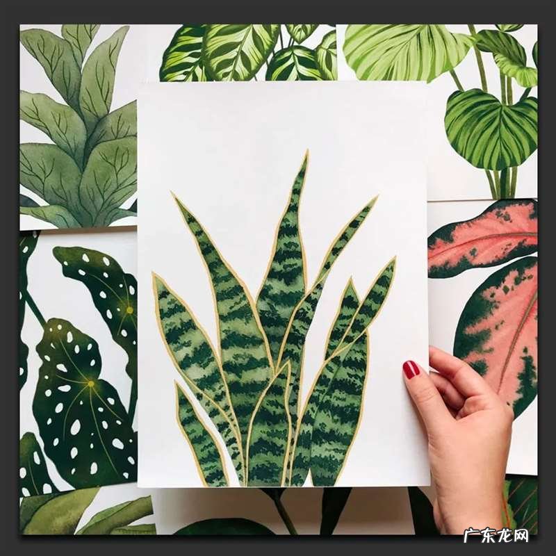 手绘树叶的步骤流程 如何手绘将不同的树叶画进画里