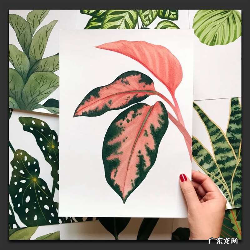 手绘树叶的步骤流程 如何手绘将不同的树叶画进画里