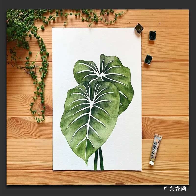 手绘树叶的步骤流程 如何手绘将不同的树叶画进画里