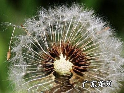 窄苞蒲公英图片 窄苞蒲公英的功效与作用