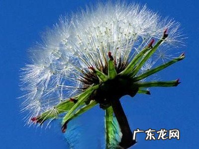 窄苞蒲公英图片 窄苞蒲公英的功效与作用