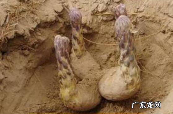 沙苁蓉和草苁蓉的区别 吃沙苁蓉的好处