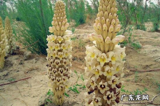 沙苁蓉和肉苁蓉的区别 沙苁蓉的吃法