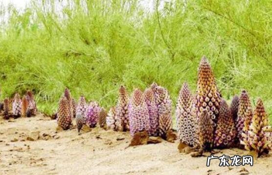 沙苁蓉图片 沙苁蓉的功效与作用