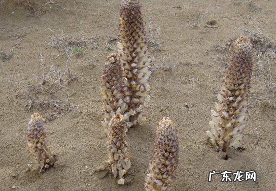 沙苁蓉图片 沙苁蓉的功效与作用