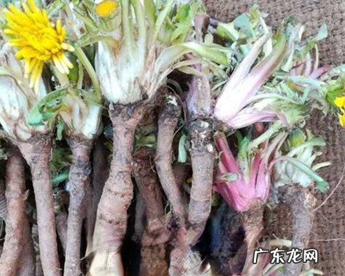 蒲公英的根怎么吃 蒲公英根的吃法技巧教程