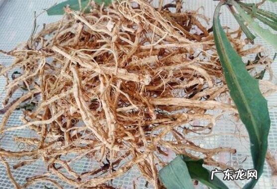 苦菜根茶如何做 苦菜根茶的制作方法