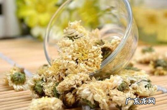 贡菊的作用与功效 喝贡菊的好处