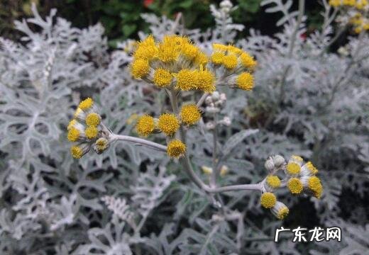 芙蓉菊的功效和作用