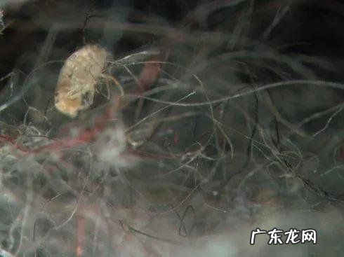 两三天没有打扫就有很多毛毛 屋里打扫卫生需要哪些工具