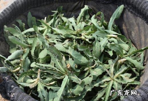 曲麻菜根泡水喝的功效与作用