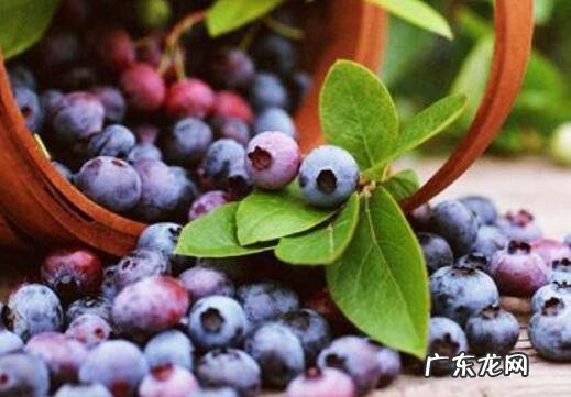 蓝莓怎么洗才干净 蓝莓的正确清洗方法