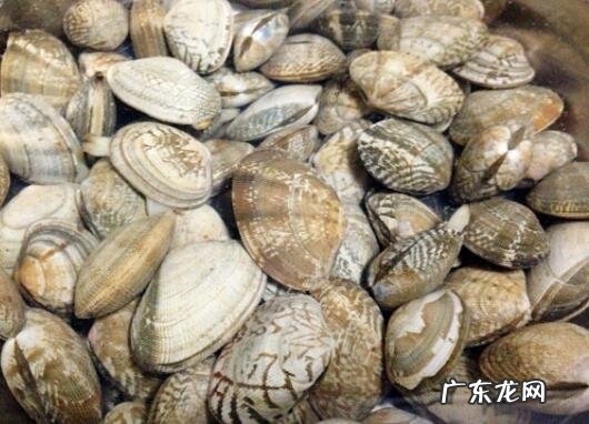 花蛤怎么洗才干净快速