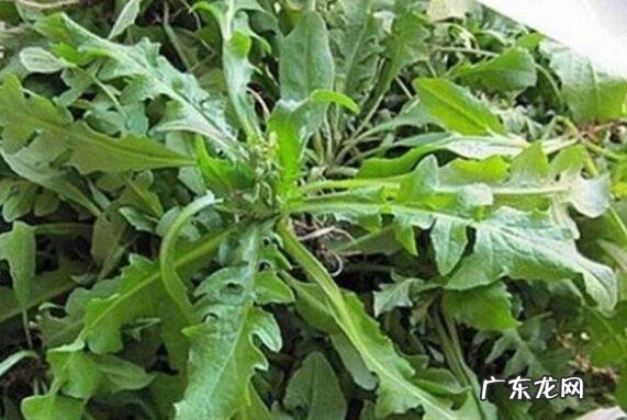地菜煮水喝的功效与作用