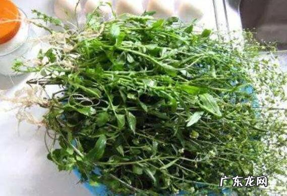 地菜煮水喝的功效与作用