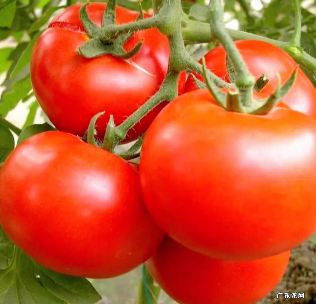 吃什么食物能快速减肥 吃什么东西减肥最快速