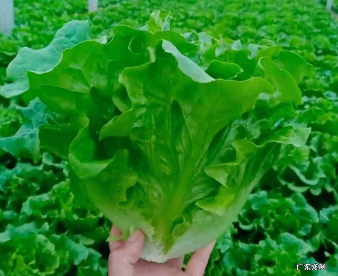 吃什么食物能快速减肥 吃什么东西减肥最快速