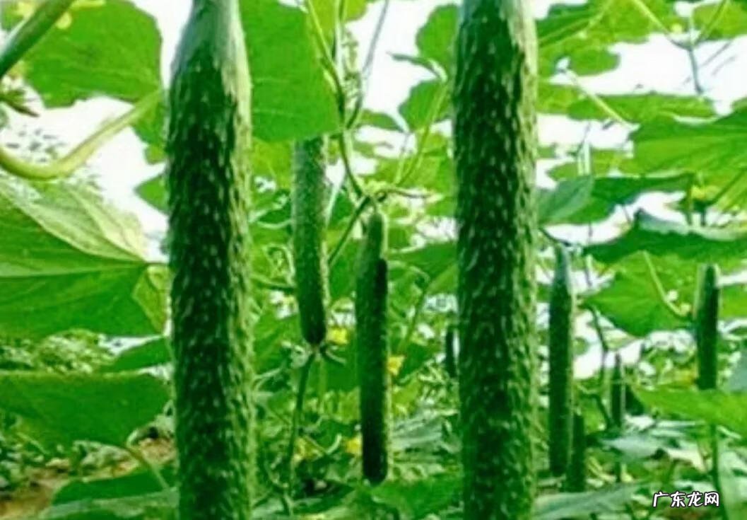 吃什么食物能快速减肥 吃什么东西减肥最快速