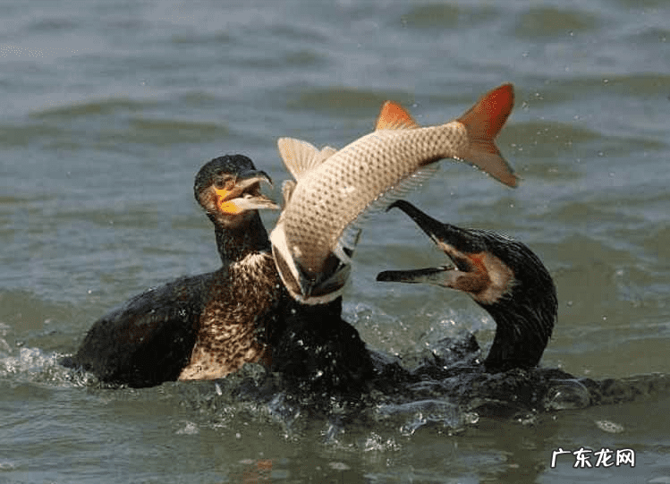 鸬鹚怎么读什么意思 鸬鹚怎么读!